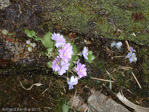 <i>Primula nghialoensis</i>