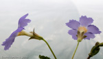 <i>Primula nghialoensis</i>
