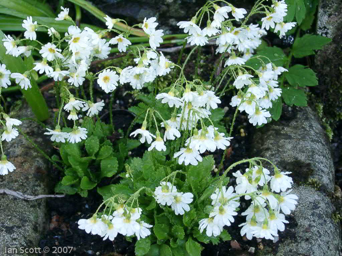 <i>Primula nipponica </i>