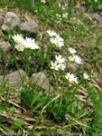 <i>Primula nipponica </i>