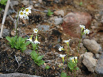 <i>Primula nipponica </i>