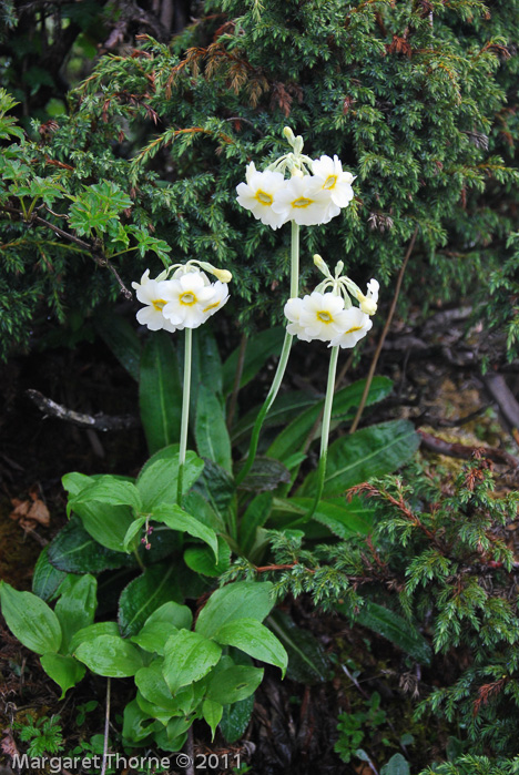 <i>Primula obliqua </i>