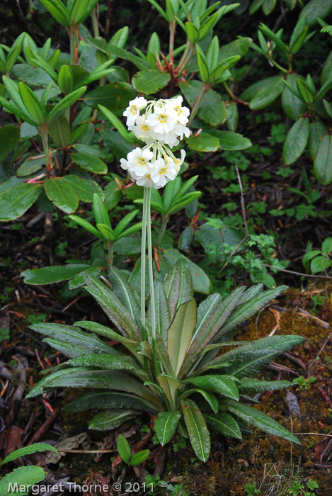 <i>Primula obliqua </i>