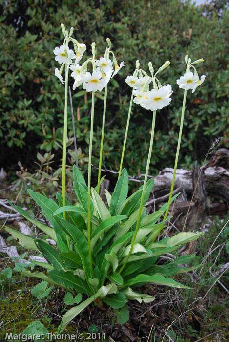 <i>Primula obliqua </i>