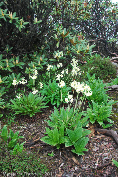 <i>Primula obliqua </i>