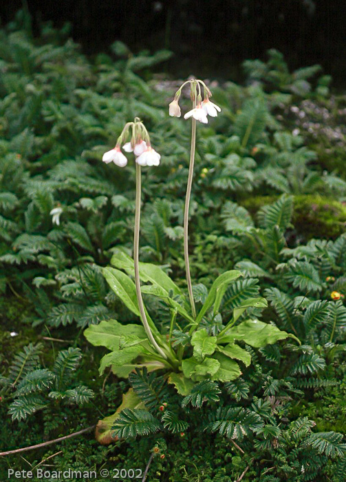 <i>Primula obliqua </i>