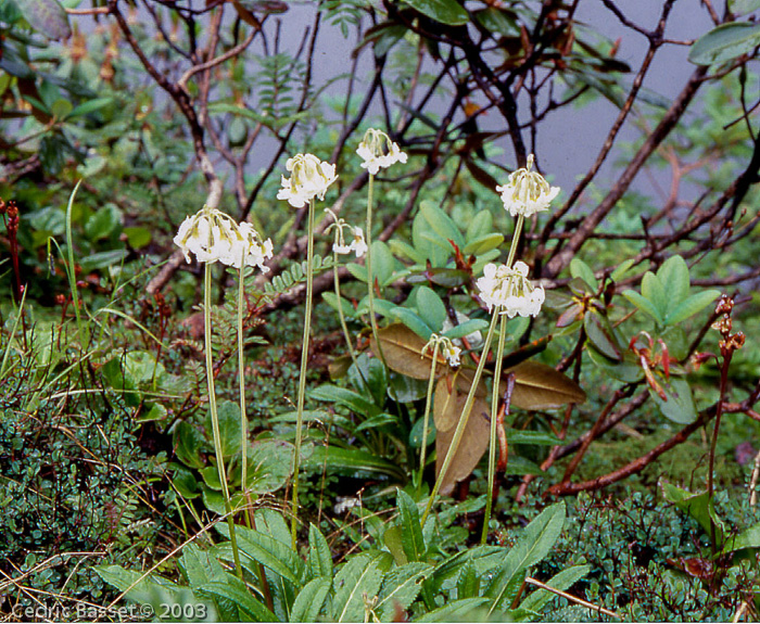 <i>Primula obliqua </i>