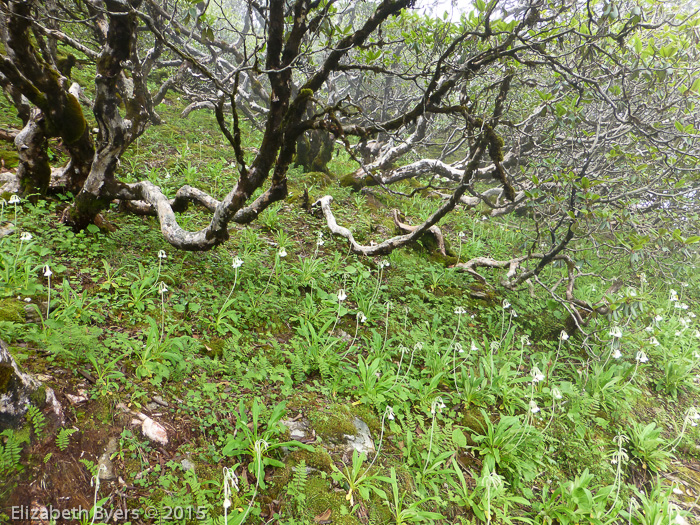 <i>Primula obliqua </i>