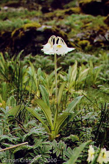 <i>Primula obliqua </i>