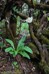 <i>Primula obliqua </i>