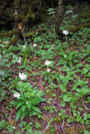 <i>Primula obliqua </i>