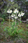 <i>Primula obliqua </i>