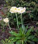<i>Primula obliqua </i>