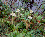 <i>Primula obliqua </i>