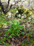 <i>Primula obliqua </i>