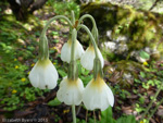 <i>Primula obliqua </i>