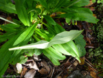 <i>Primula obliqua </i>