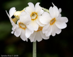 <i>Primula obliqua </i>