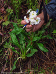 <i>Primula obliqua </i>