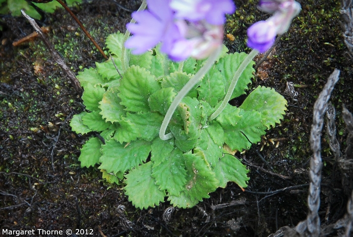 <i>Primula occlusa </i>