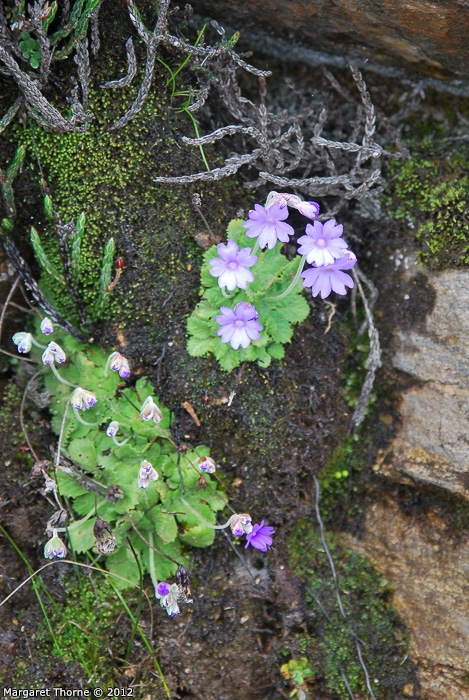 <i>Primula occlusa </i>