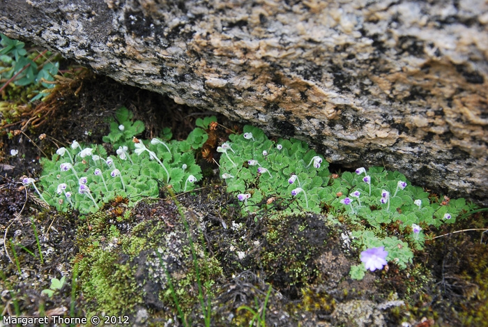 <i>Primula occlusa </i>