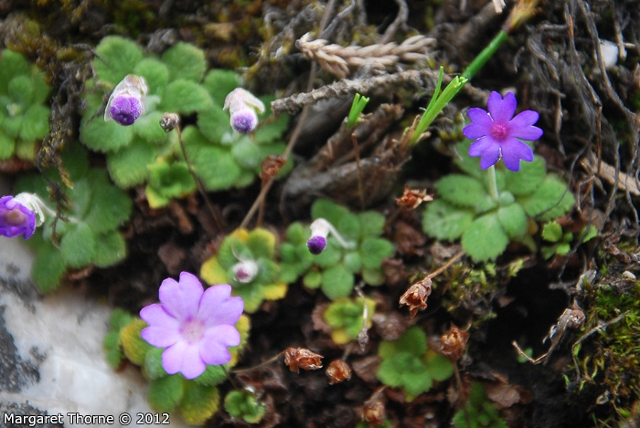 <i>Primula occlusa </i>