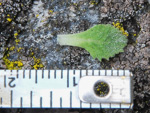 <i>Primula occlusa </i>