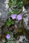 <i>Primula occlusa </i>