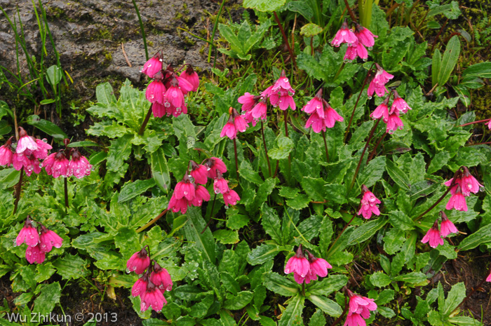 <i>Primula odontica </i>