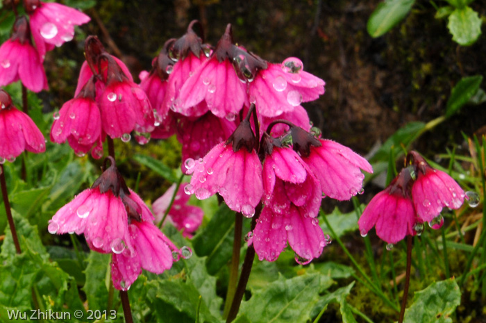 <i>Primula odontica </i>