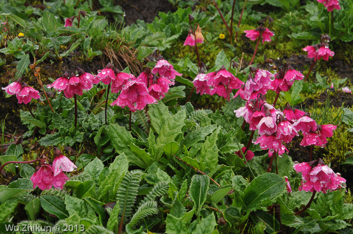 <i>Primula odontica </i>