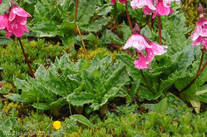 <i>Primula odontica </i>