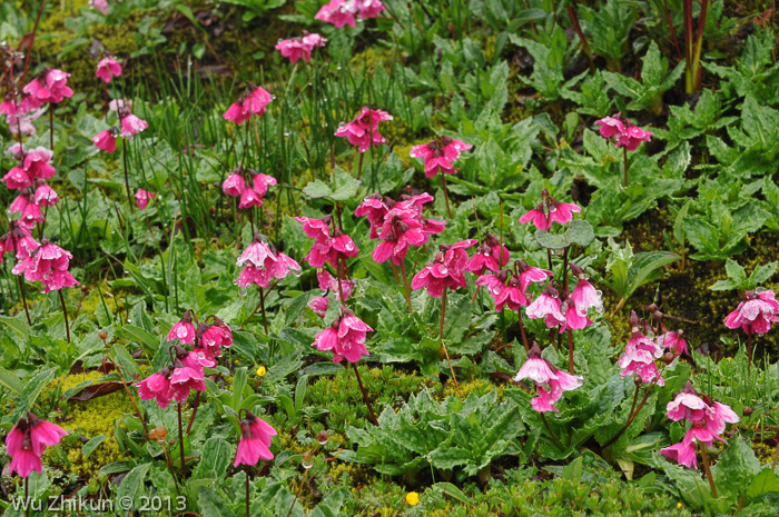 <i>Primula odontica </i>