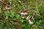 <i>Primula odontica </i>