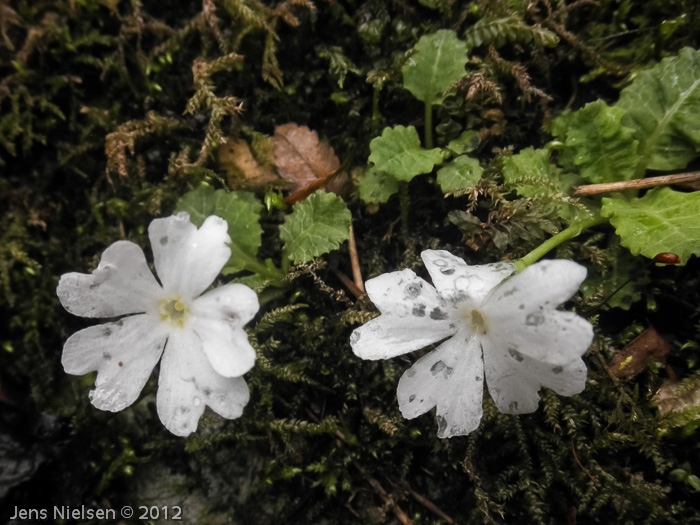 (tenuissima) white form