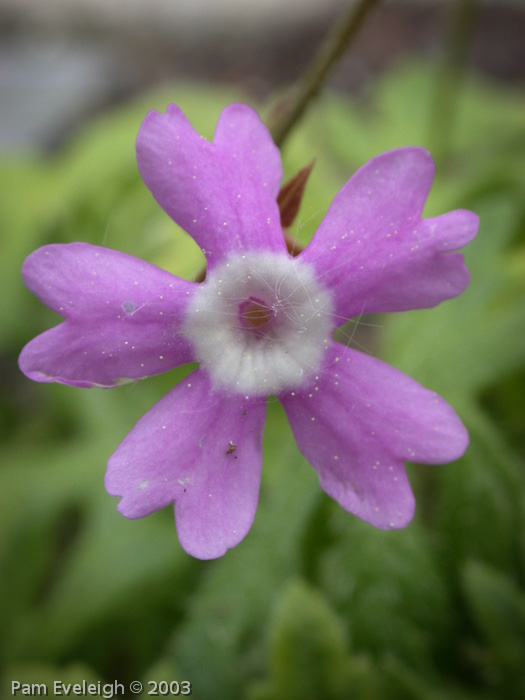 Primula palmata