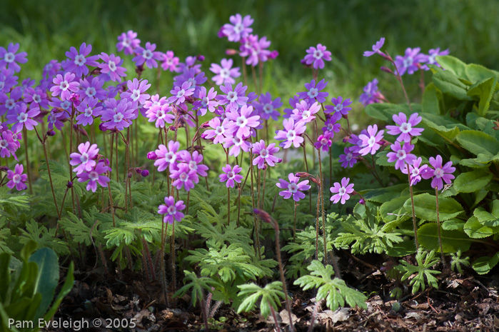 Primula palmata