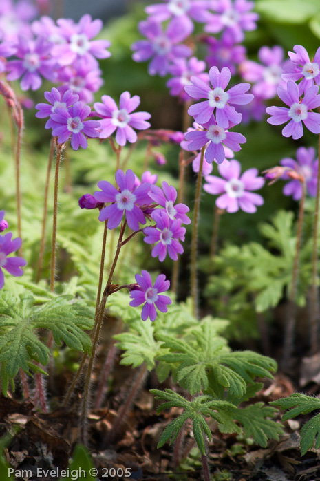 Primula palmata