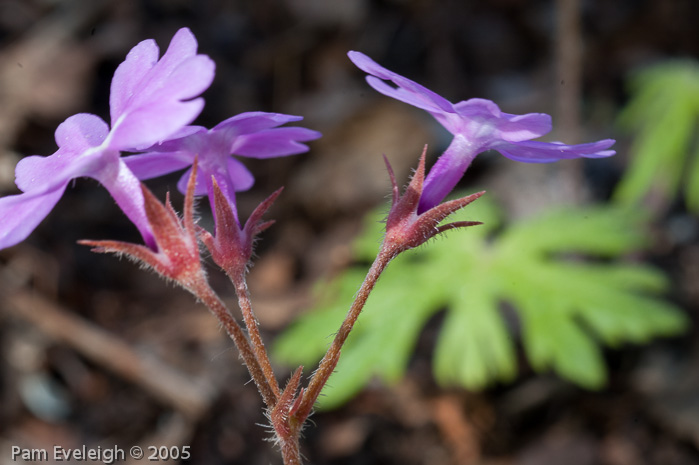 Primula palmata