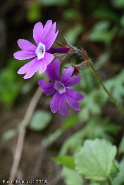 Primula palmata