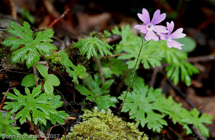 Primula palmata