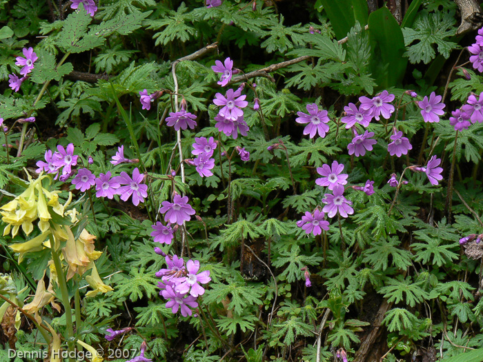 Primula palmata