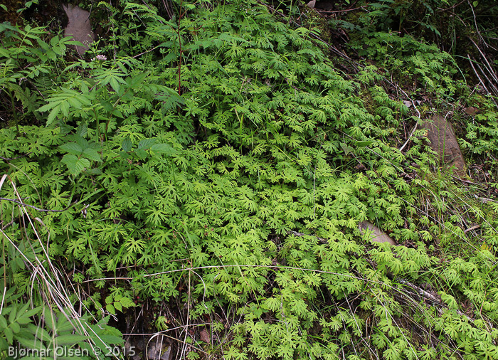 Primula palmata