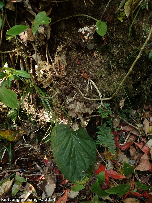 <i>Primula partschiana </i>