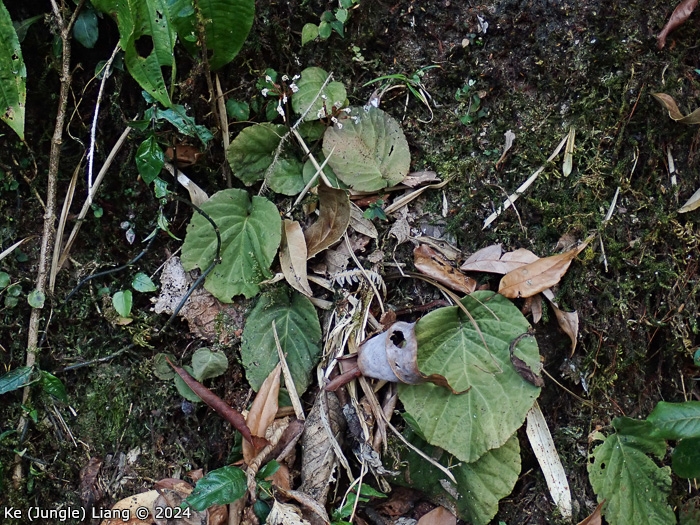 <i>Primula partschiana </i>