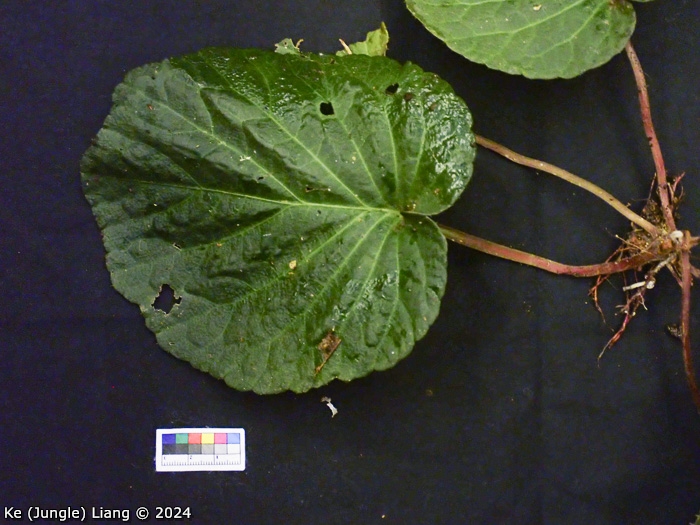 <i>Primula partschiana </i>