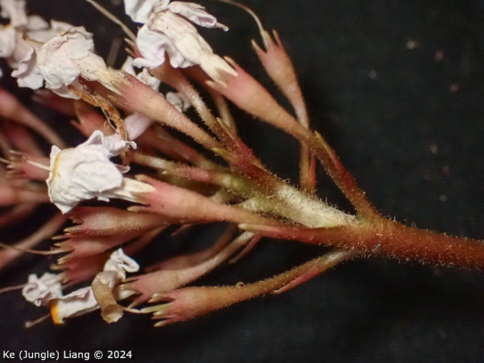 <i>Primula partschiana </i>