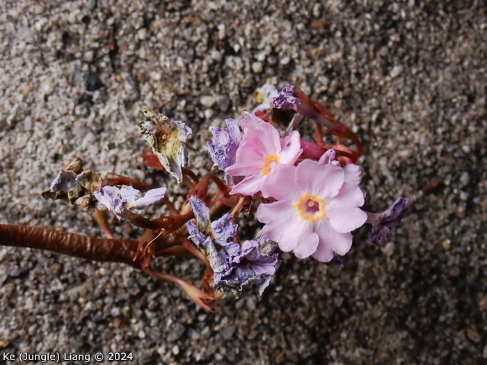 <i>Primula partschiana </i>