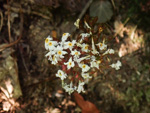 <i>Primula partschiana </i>